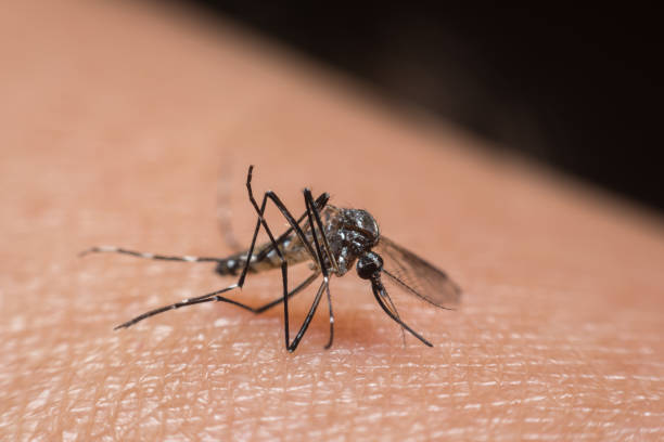 istock Macro of mosquito (Aedes aegypti) sucking blood 1194657354