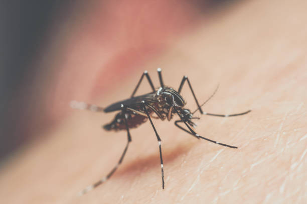 istock Macro of mosquito (Aedes aegypti) sucking blood 1194657355