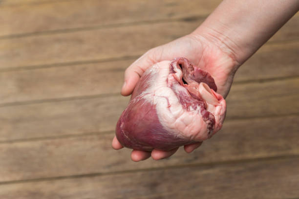 heart (pig heart) in hand for cardiology concept - anatomy blood animal vein human artery imagens e fotografias de stock