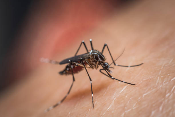 istock Macro of mosquito (Aedes aegypti) sucking blood 1194657381
