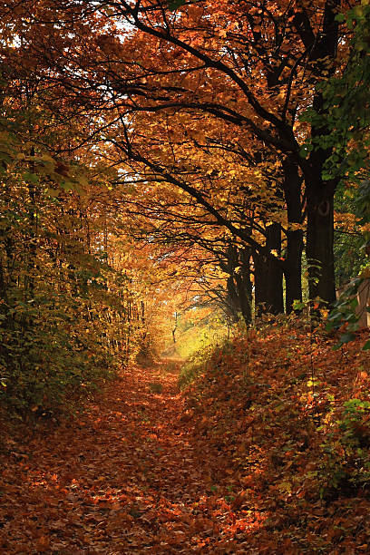 Beautiful colorful forest in an autumnal day stock photo