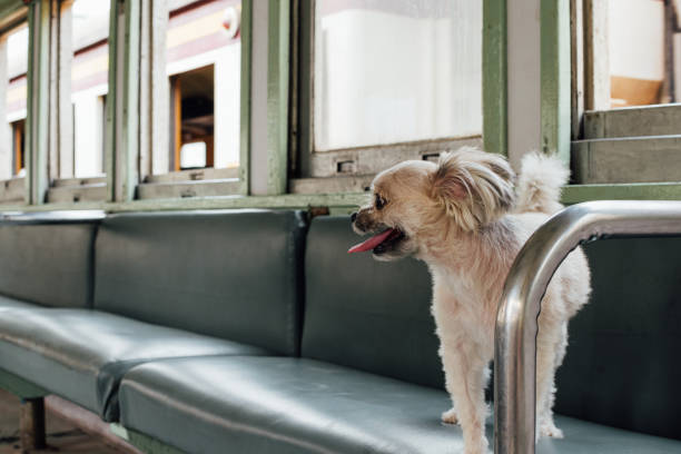 istock Dog so cute inside a railway train wait for travel 1194658099
