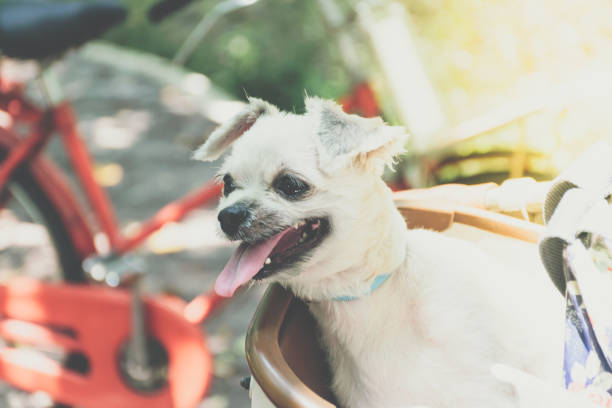 istock Dog so cute on bicycle basket wait for travel 1194658119