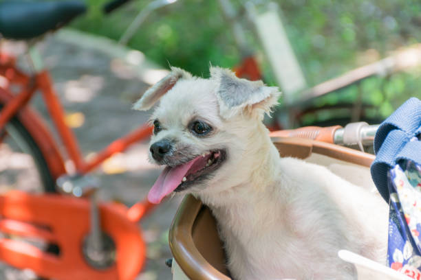 istock Dog so cute on bicycle basket wait for travel 1194658127