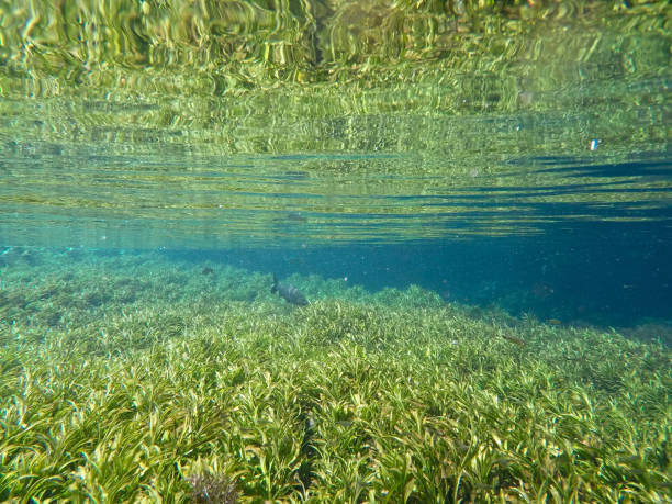 istock Natural aquarium at Bonito, Brazil 1194659502