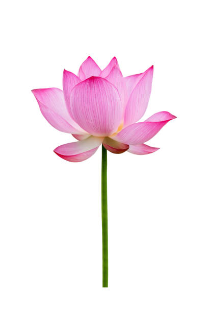 istock Lotus flower isolated on white background. File contains with clipping path so easy to work. 1194660922