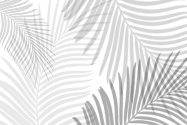istock Abstract palm leaves shadow on white wall Background. Blank copy space. 1194660989