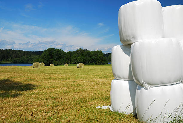 Cut grass gathered and rolled in plastic wrapping bales as animal fodder on agricultural farm, selective focus