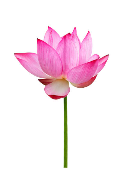 istock Lotus flower isolated on white background. File contains with clipping path so easy to work. 1194661162