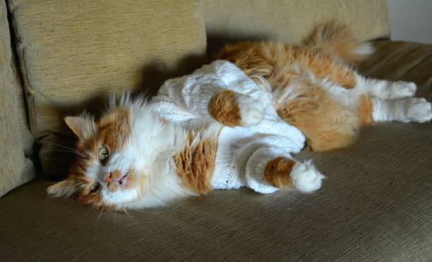 istock Red cat in the sweater resting on a sofa 1194661241