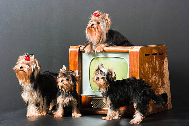 Dogs and televisor stock photo