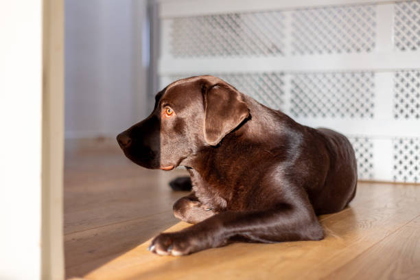 istock Chocolate labrador 1 year old laying down and playing at home 1194661529