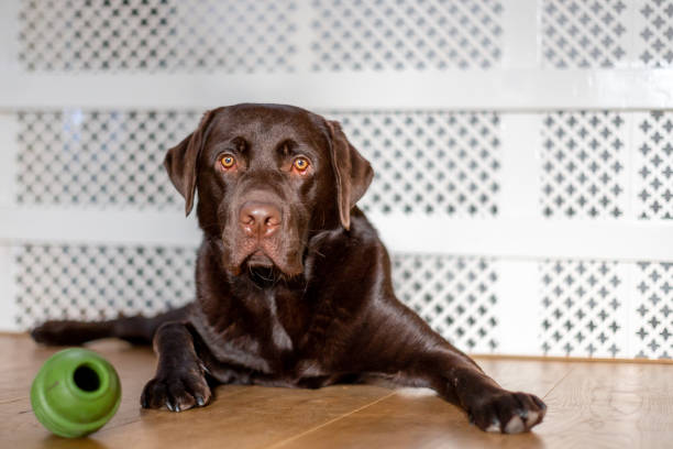 Cute labrador puber, 1 year old