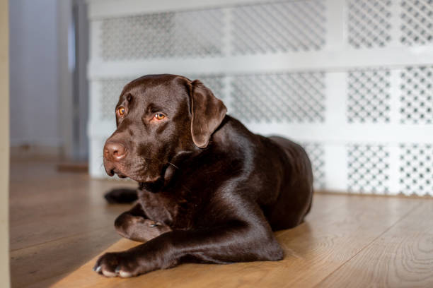 istock Chocolate labrador 1 year old laying down and playing at home 1194662075