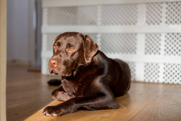 istock Chocolate labrador 1 year old laying down and playing at home 1194662101
