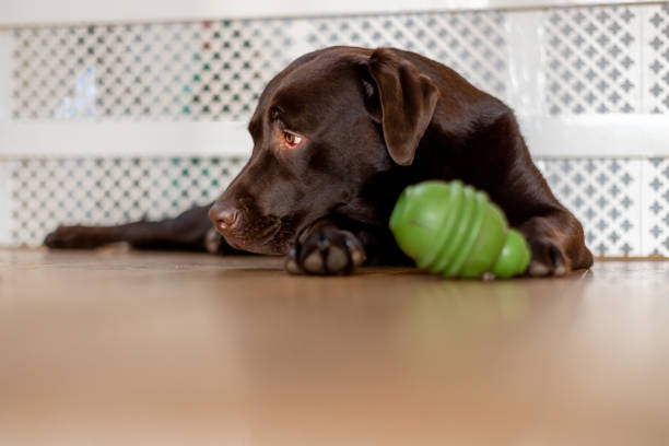 istock Chocolate labrador 1 year old playing at home 1194662126