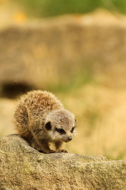 istock Baby meerkat walking on a rock 119466237