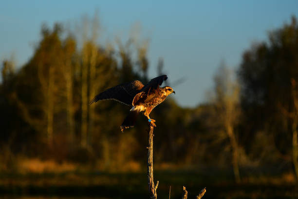 istock Evening light on Snail Kite with wings spread as it perches on lakeside perch 1194662402