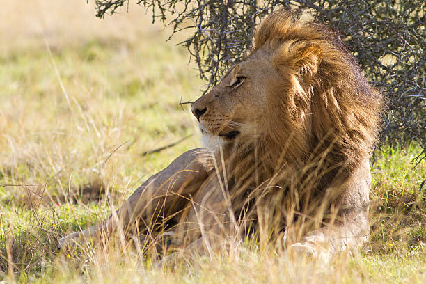 istock Large Lion male 119466311