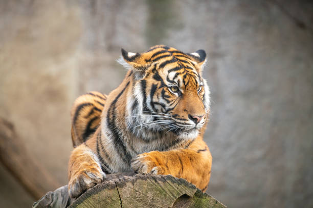 istock Sumatra tiger lying, wild animal 1194663143