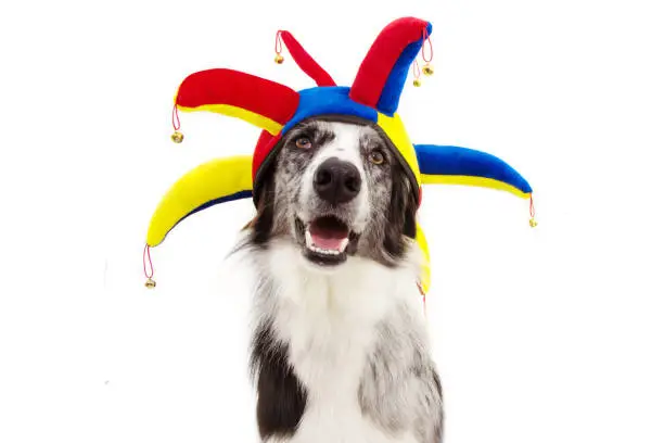 funny border collie dog carnival, halloween, or new year dressed as a clown. isolated on white background.