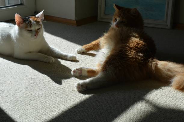 istock Two cats pets resting home 1194664120