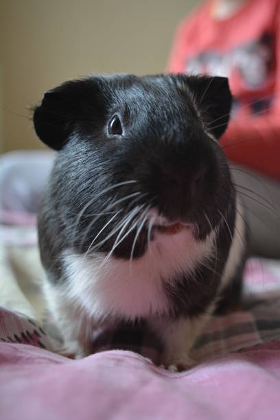istock Guinea pig pet home 1194665216