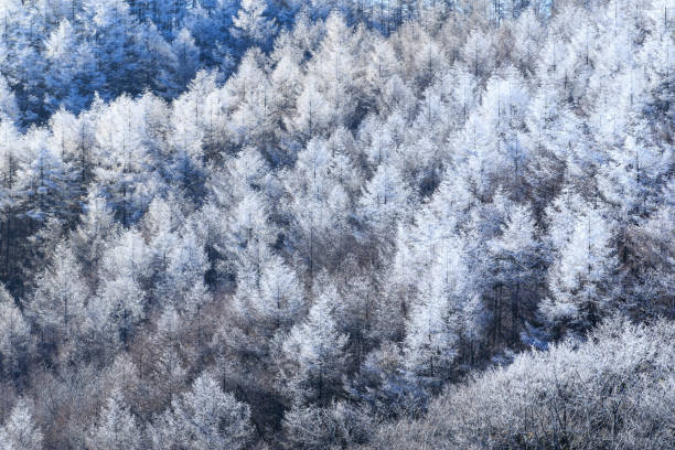 istock Winter landscape of larch forest 1194665342