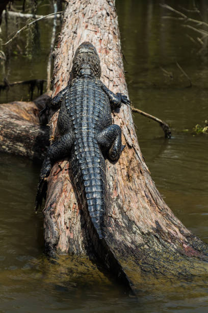istock Alligator in the Mississippi River 1194665786