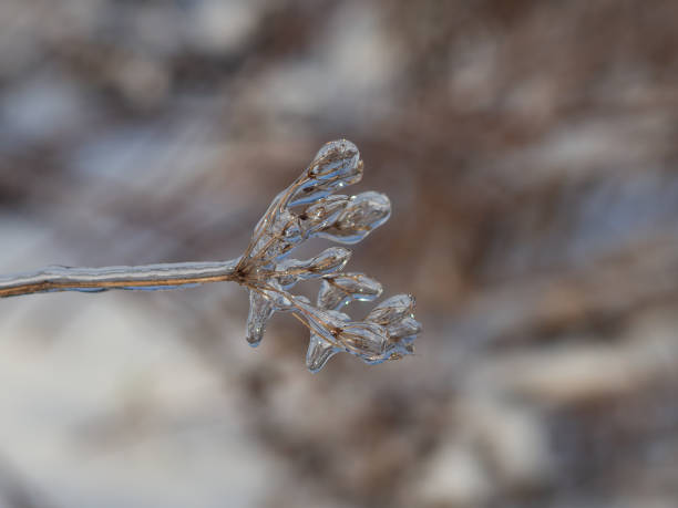 istock Plants are covered in ice after freezing rain. 1194667804