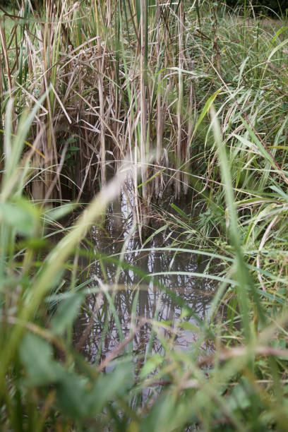 istock Reeds in a stream of water 1194667928