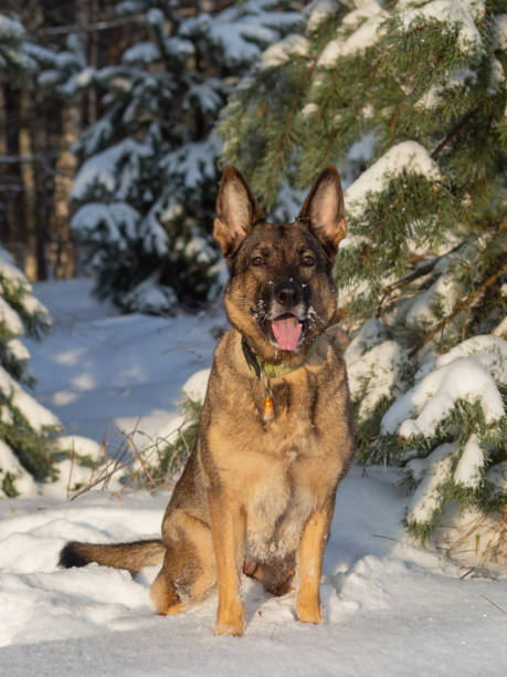 istock Portrait of a German shepherd in a winter forest. 1194667935
