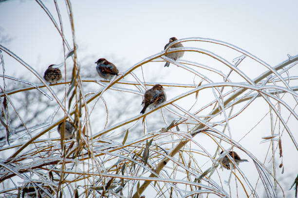 Wnter wonderland: Sparrows sitting on a tree branches covered with ice and snow after the ice rain