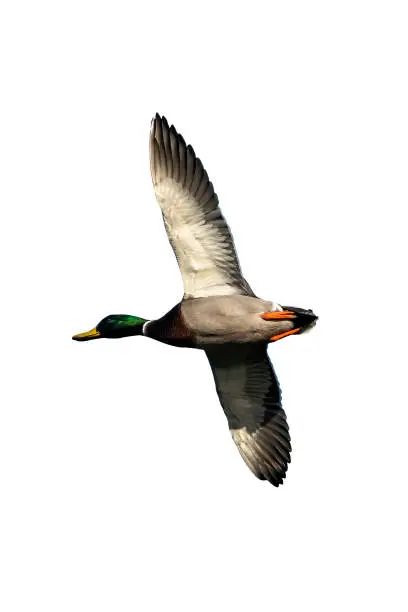 Male Mallard Duck (Anus platyrhynchos) bird in flight cut out and isolate on a white background