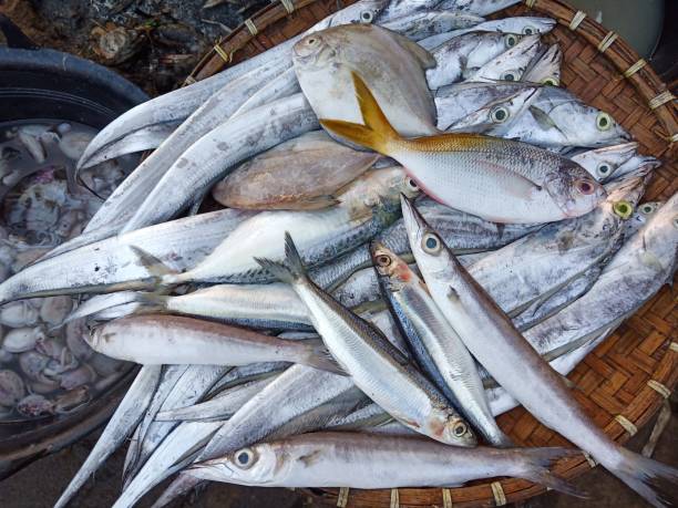 istock Fresh fish in the basket 1194669181