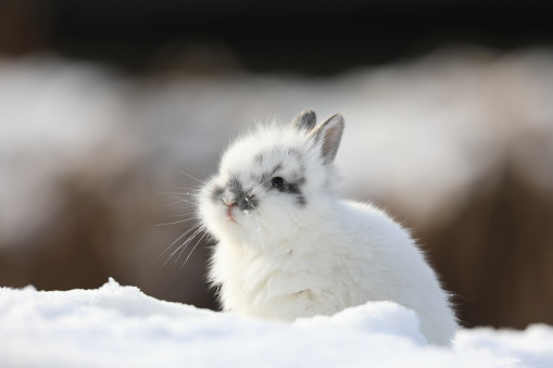 little white rabbit in the snow in winter