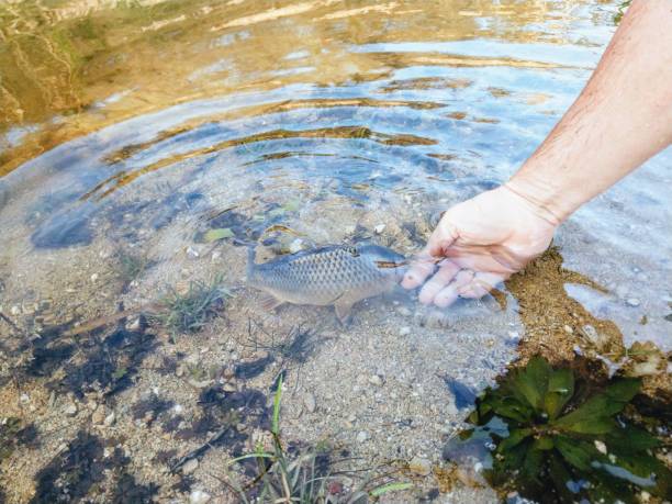 Stocking a small natural Pond