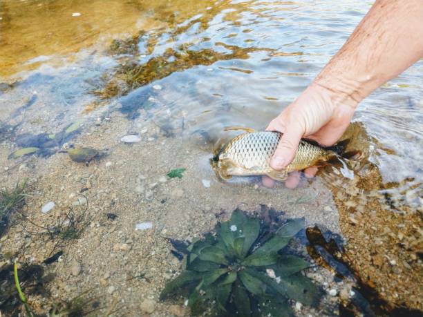 istock A Man who puts young Carp into a small natural Pond 1194671661
