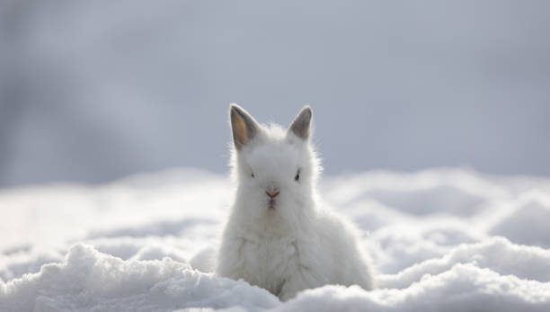 istock little white rabbit in the snow in winter 1194672347