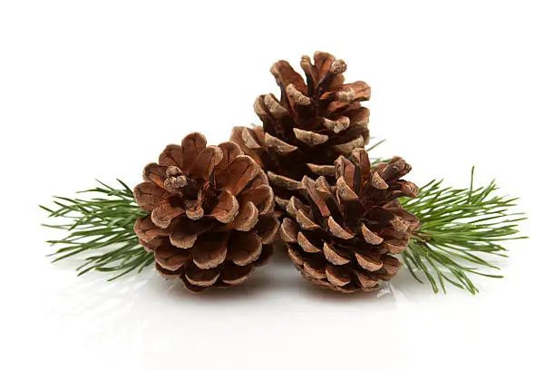 Photo of Pine Cones and Needles