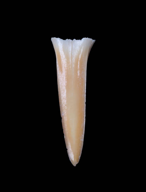 istock Shark tooth isolated on a black background 1194672875