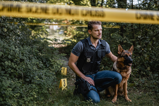 Crouching male police officer in early 30s and German Shepherd ready to examine crime scene in wooded area.