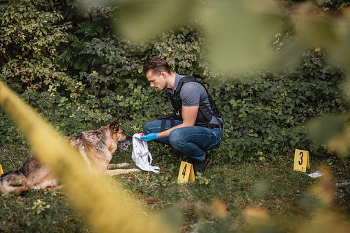 Young male police officer sharing scent of physical evidence with trained German Shepherd in woodland crime scene area.