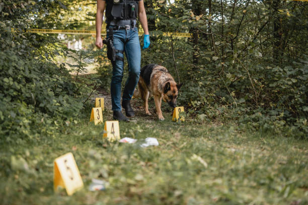 Police Dog and Male Officer Entering Woodland Crime Scene Low angle view of male police officer and trained German Shepherd entering crime scene in woodland area and yellow numbered markers next to physical evidence. police dog handler stock pictures, royalty-free photos & images