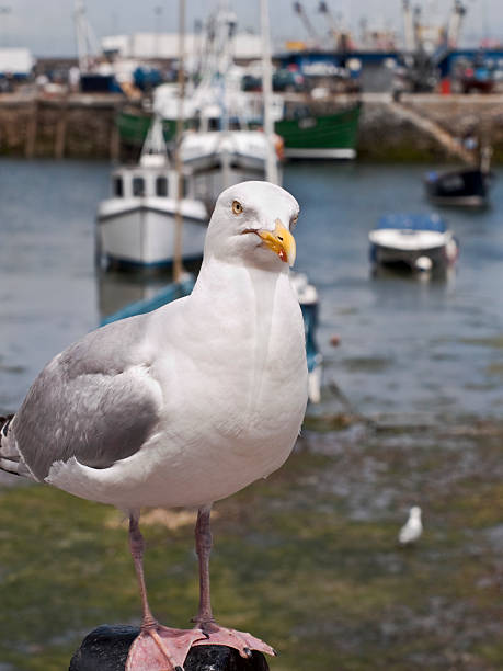 istock seagull on lookout brixham harbour england 119467362