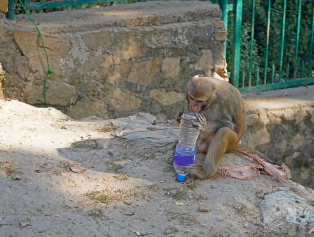 istock Monkey trying to drink out of plastic bottle 1194674372