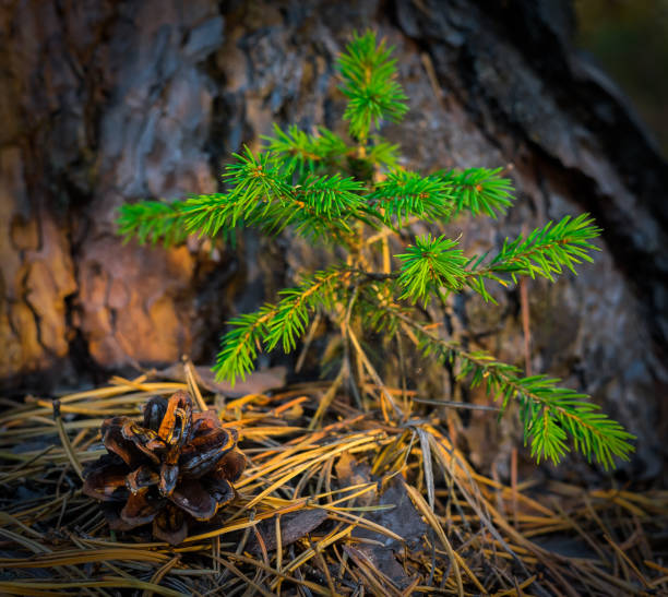 fichte ist ein nadelbaum, immergrün der kiefernfamilie. lateinischer name pix. - growth new evergreen tree pine tree stock-fotos und bilder