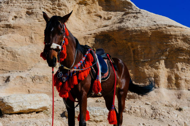 istock Horse in Petra Jordan 1194678084