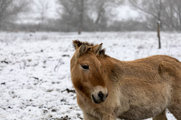 istock Przewalski’s horse 1194678232