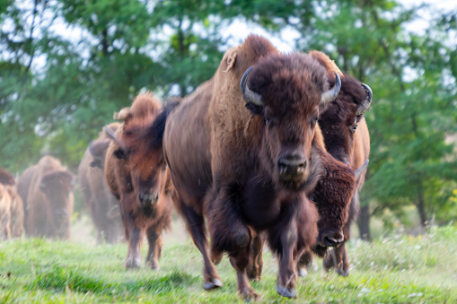 European bison herd (Bison bonasus) running in the meadow in the summertime.  (Out of focus)